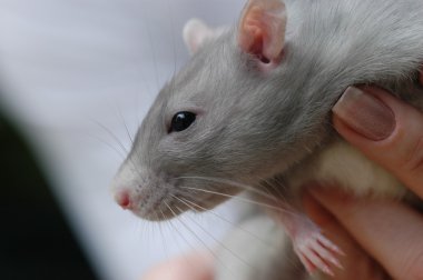 rat in hand clipart