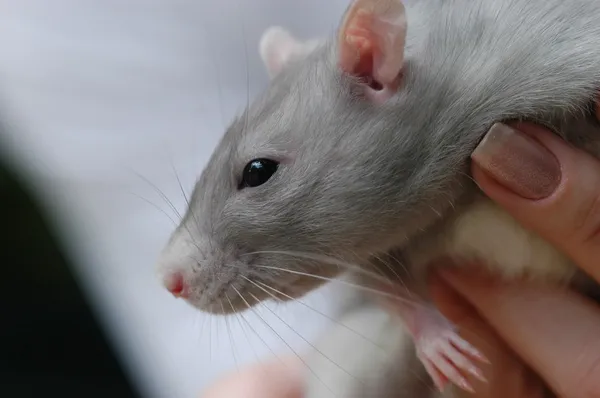 Rat in de hand — Stockfoto