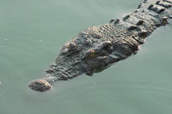 Primo piano del muso dell'alligatore — Foto Stock