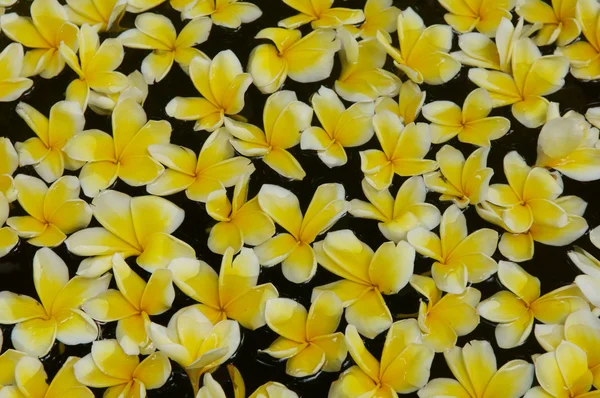 Frangipani flowers background — Stock Photo, Image