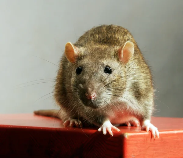 Grijze rat — Stockfoto