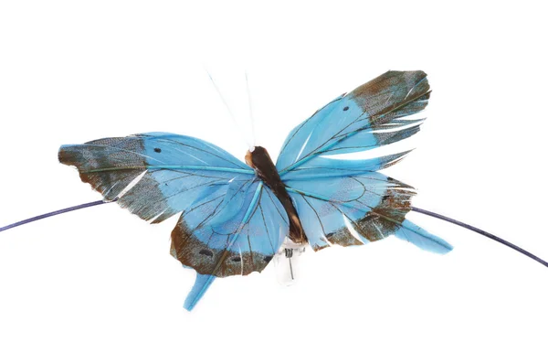 Vlinder geïsoleerd — Stockfoto