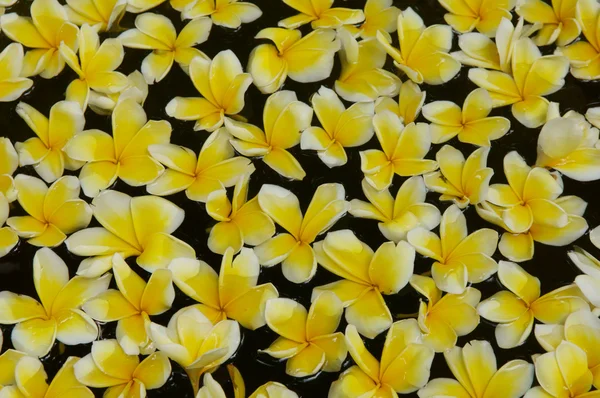 プルメリアの花の背景 — ストック写真