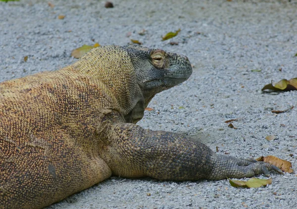 Komodo dragon — Stock Photo, Image