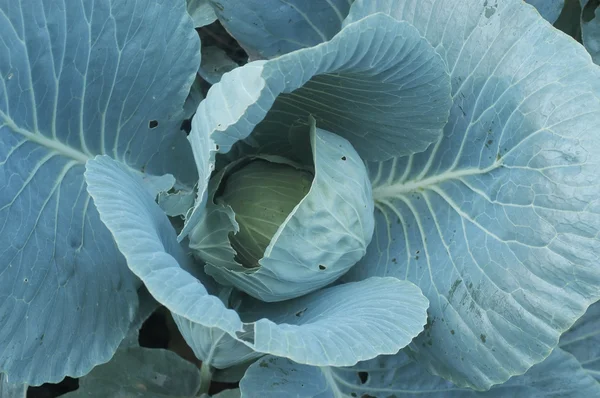 Cabbage background — Stock Image Cabbage background Stock Image