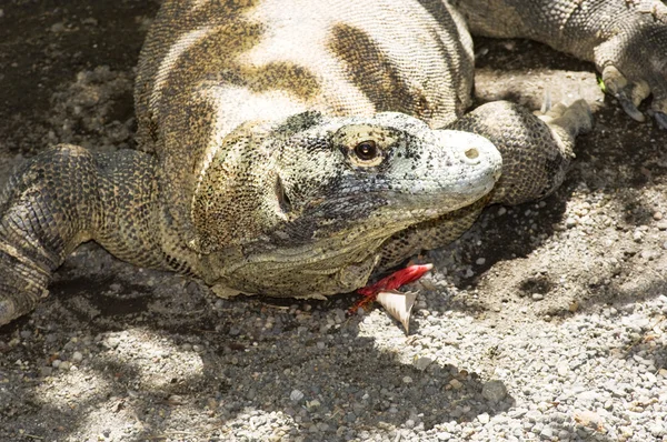 Komodo dragon — Stock Image Komodo dragon Royalty Free Stock Photos