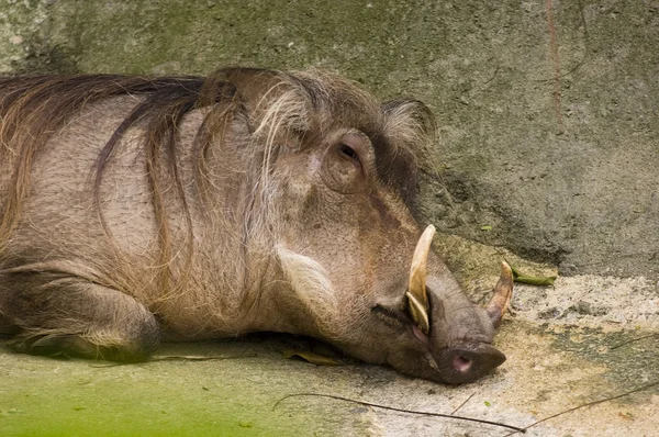 Wilde zwijnen — Stockfoto