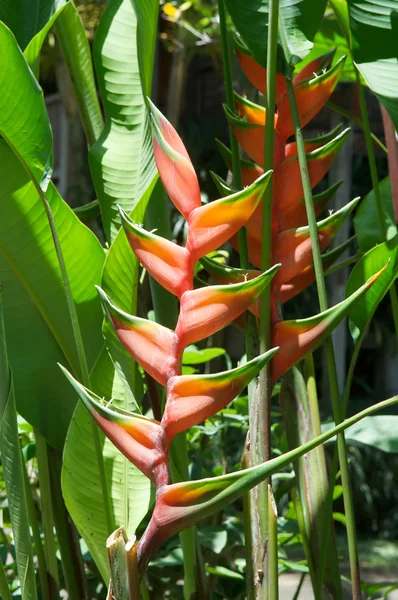 Heliconia — Foto de Stock