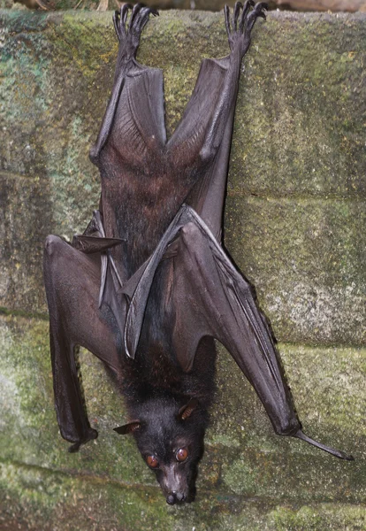 Morcego da noite — Fotografia de Stock