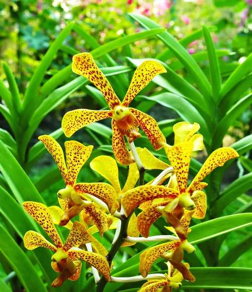 Orquídea — Foto de Stock