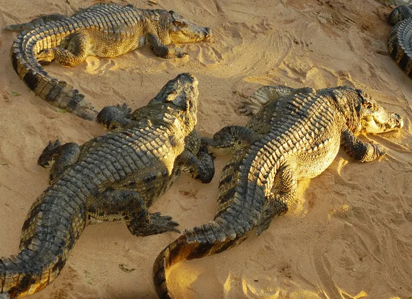 Alligators on beach — Stock Photo, Image