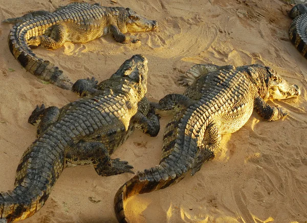 Caimanes en la playa —  Fotos de Stock