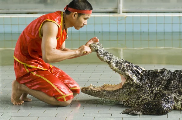 Crocodile show — Stock Photo, Image