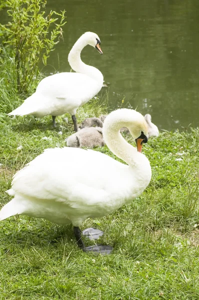 Swans family — Stock Photo, Image