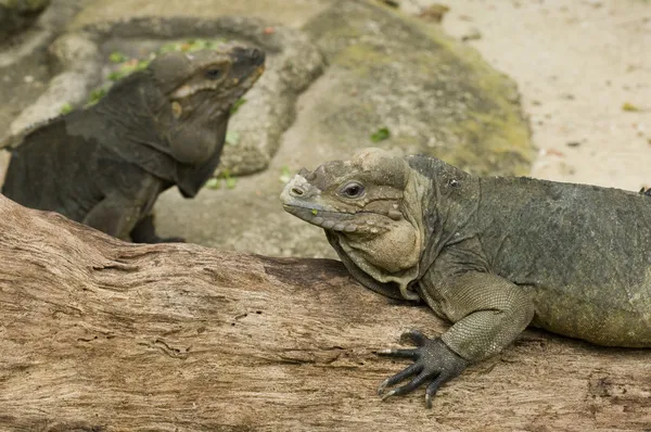 The Komodo dragons are the largest lizards in the world — Stock Photo, Image