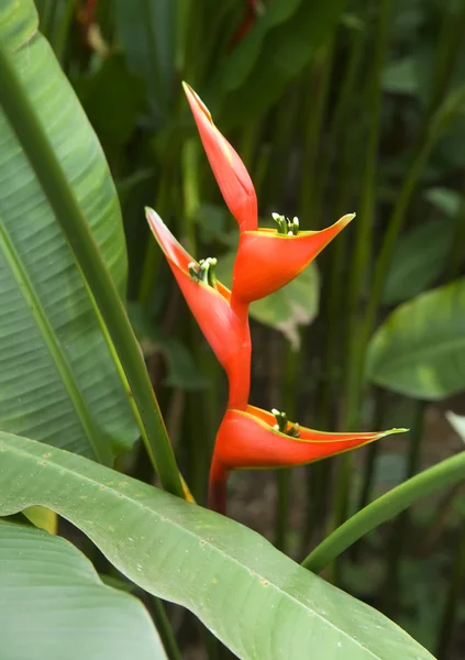 Heliconia caribea — Foto Stock