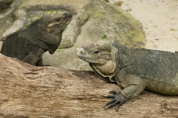 The Komodo dragons are the largest lizards in the world — Stock Image The Komodo dragons are the largest lizards in the world Stock Photo