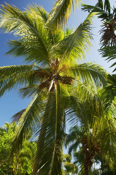 Coconut palm — Stock Photo, Image