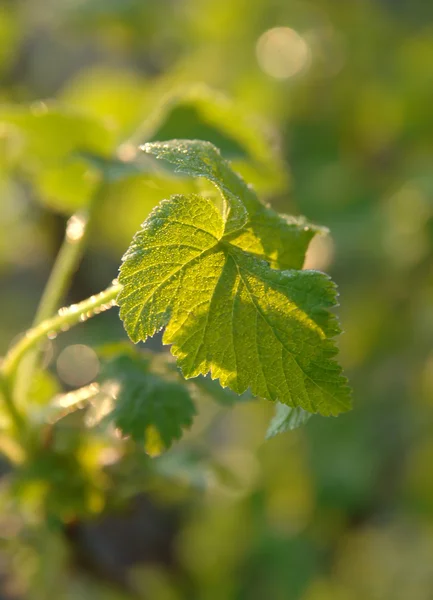 Weinrebe — Stockfoto