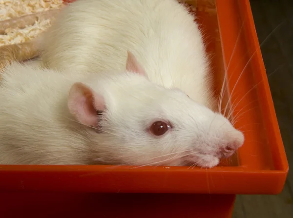 Rato médico branco — Fotografia de Stock