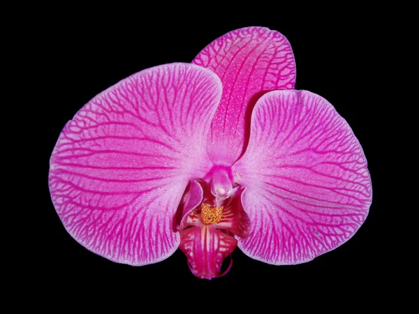 Orchid — Stock Photo, Image