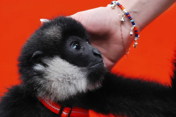 Macaco. — Fotografia de Stock