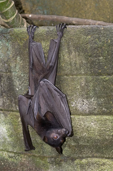 Morcego da noite — Fotografia de Stock