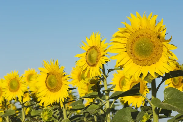 Field of sunflowers — Stock Photo, Image