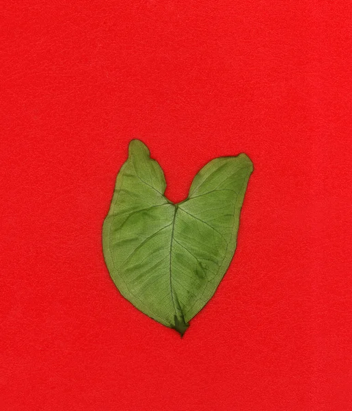 Green leaves heart — Stock Photo, Image