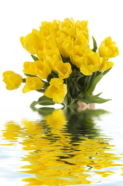 Tulpen in hand geïsoleerd op witte achtergrond — Stockfoto