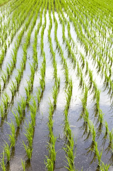 Pirinç çayır — Stok fotoğraf