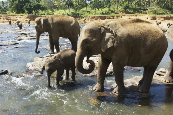 Elephants — Stock Photo, Image