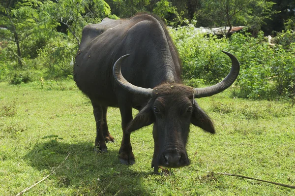 Vaca en el prado — Foto de Stock