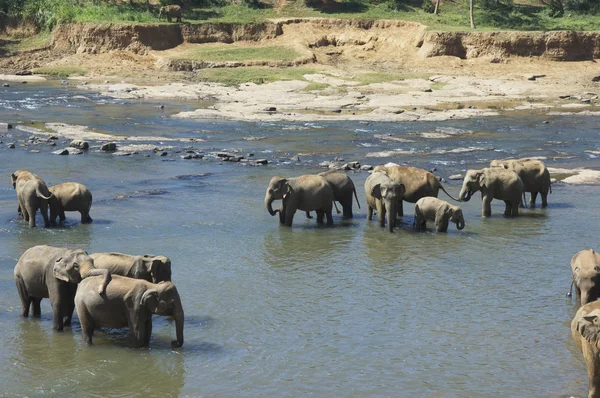 Elephants — Stock Photo, Image