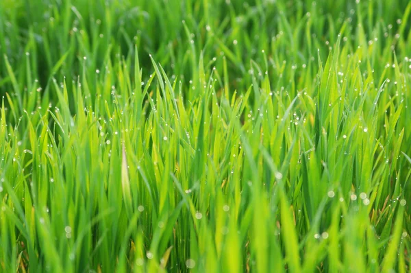 Gras op weide na regen — Stockfoto