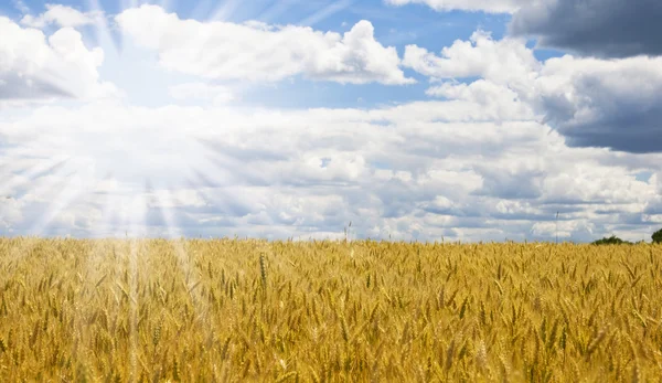 Krajobraz pszenicy — Zdjęcie stockowe