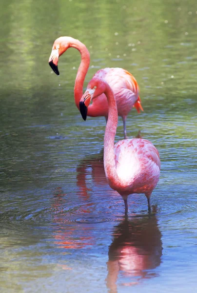 Flamingo — Stok fotoğraf