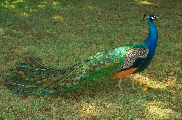 Pavo real — Foto de Stock