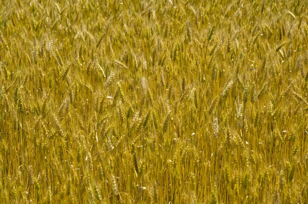 Fundo de trigo — Fotografia de Stock