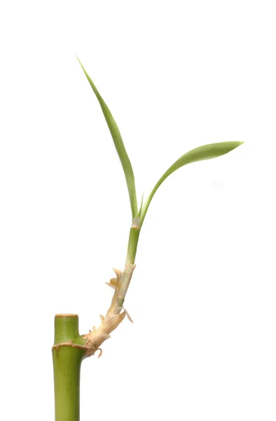 Bamboo sprout — Stock Photo, Image