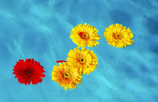 Bloemen in het water — Stockfoto