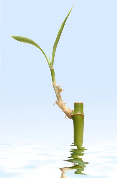 Bambusz-hajtás — Stock Fotó