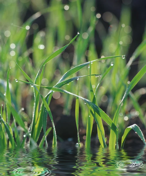 Grass on meadow — Stock Photo, Image