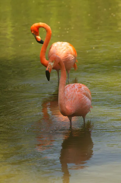 Flamingo — Stockfoto