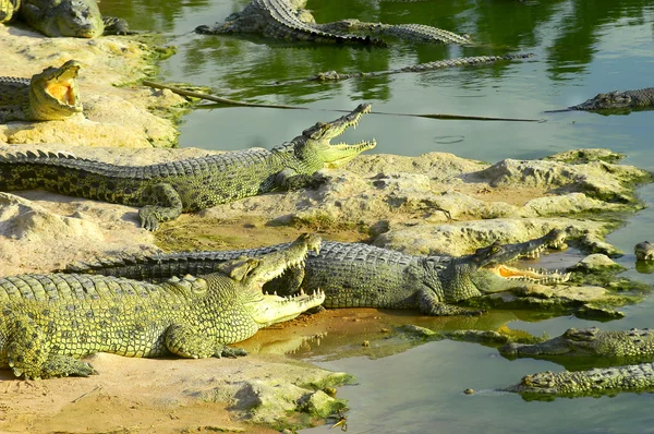 Alligators on beach — Stock Photo, Image