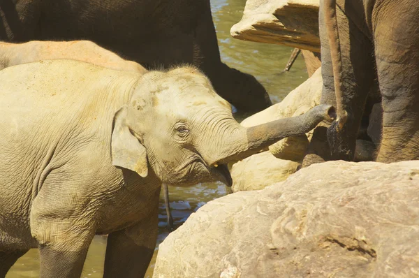 Elephants — Stock Photo, Image