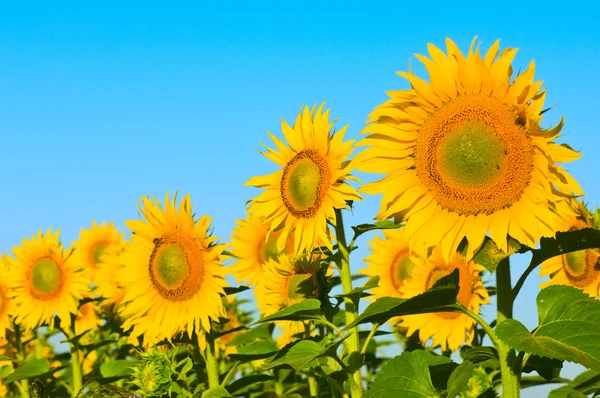 Field of sunflowers — Stock Photo, Image