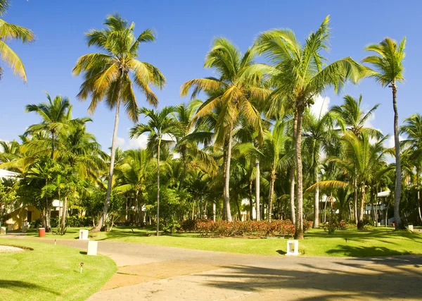 Tropische park — Stockfoto