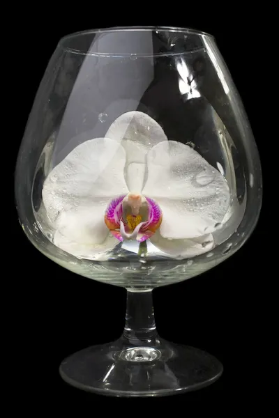 Orchidee in glas — Stockfoto