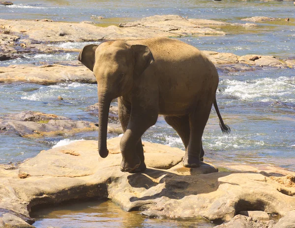 Elephant — Stock Photo, Image